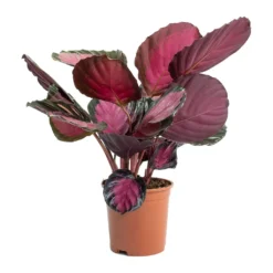 Calathea Picturata Crimson 14 Calathea Picturata Crimson -Outlet The Ever Sprout Store Calathea picturata Crimson