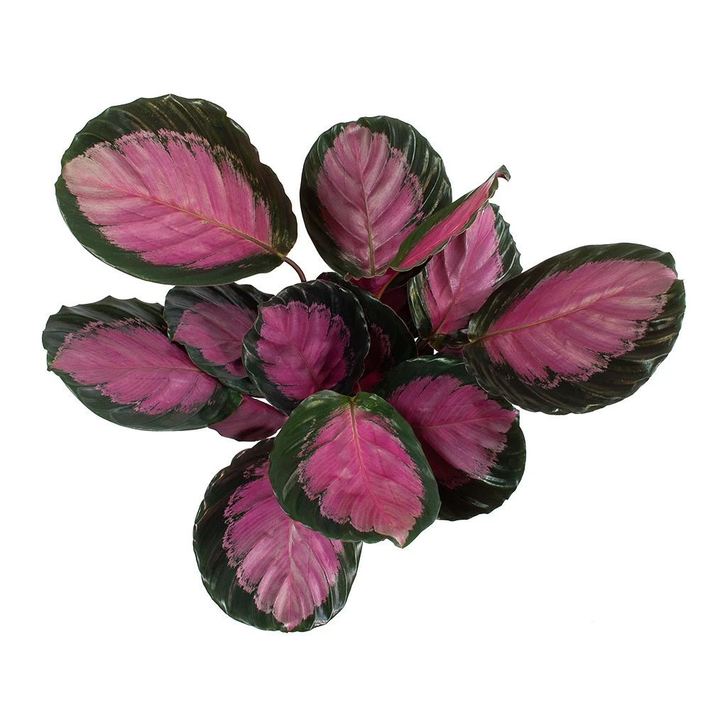 Calathea Picturata Crimson 2 Calathea Picturata Crimson - Image 2