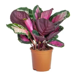 Calathea Picturata Crimson 18 Calathea Picturata Crimson -Outlet The Ever Sprout Store Calathea picturata Crimson Lighter