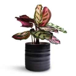 Calathea Roseopicta Cora -Outlet The Ever Sprout Store Calathea roseopicta Cora 12 x 35cm Hadleigh Plant Pot Charcoal 14 x 13cm