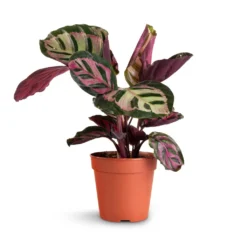 Calathea Roseopicta Cora -Outlet The Ever Sprout Store Calathea roseopicta Cora 12x35cm