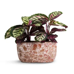 Calathea Roseopicta Cora -Outlet The Ever Sprout Store Calathea roseopicta Cora 12x35cm Two Plants Lava Oval Relic Plant Bowl Pink 31x18x15cm
