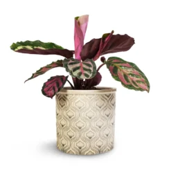 Calathea Roseopicta Cora -Outlet The Ever Sprout Store Calathea roseopicta Cora 12x35cm Venetian Plant Pot Grey 16x14cm