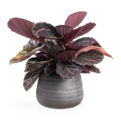 Calathea Roseopicta Dottie - Rose Painted Calathea -Outlet The Ever Sprout Store Calathea roseopicta Dottie Rose Painted Calathea 14x45cm Angle Darcy Plant Pot Anthracite 24x16cm e8f7101b 4cf9 4d8c b37d d85b29104dbc