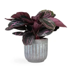 Calathea Roseopicta Dottie - Rose Painted Calathea -Outlet The Ever Sprout Store Calathea roseopicta Dottie Rose Painted Calathea 14x45cm Duncan Plant Pot Blue Gold 19x18cm 4a6b5430 f5ab 4875 b948 5cda29b15574
