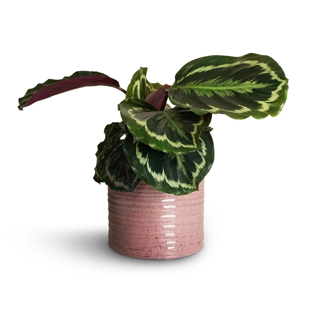 Calathea Roseopicta Medallion 9 Calathea Roseopicta Medallion - Image 9