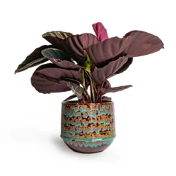 Calathea Roseopicta Dottie - Rose Painted Calathea -Outlet The Ever Sprout Store Calathea roseopicta Dottie Rose Painted Calathea 14x45cm Noud Plant Pot Marrakesh 20x17cm ab3f2272 b4a9 426a aa0d 299504f8331f