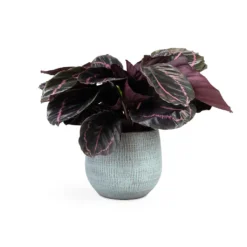 Calathea Roseopicta Dottie - Rose Painted Calathea -Outlet The Ever Sprout Store Calathea roseopicta Dottie Rose Painted Calathea 14x45cm Ryan Plant Pot Blue Gold 18x16cm
