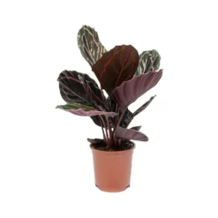 Calathea Roseopicta Dottie - Rose Painted Calathea -Outlet The Ever Sprout Store Calathea roseopicta Dottie Rose Painted Calathea