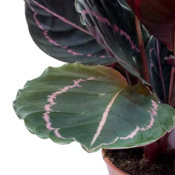 Calathea Roseopicta Dottie - Rose Painted Calathea -Outlet The Ever Sprout Store Calathea roseopicta Dottie Rose Painted Calathea Leaves