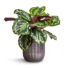 Calathea Roseopicta Medallion