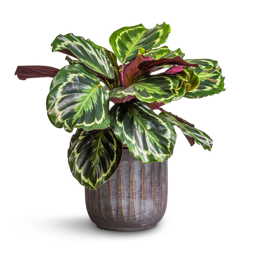 Calathea Roseopicta Medallion 1 Calathea Roseopicta Medallion