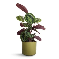 Calathea Roseopicta Medallion 17 Calathea Roseopicta Medallion -Outlet The Ever Sprout Store Calathea roseopicta Medallion 19x70cm Prague Plant Pot Olive 20x18cm 87d807aa 1163 4009 a06c 122257e2ca9e