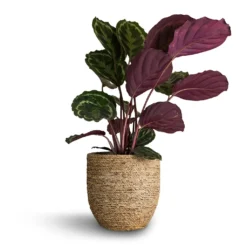 Calathea Roseopicta Medallion 19 Calathea Roseopicta Medallion -Outlet The Ever Sprout Store Calathea roseopicta Medallion 19x80cm Cody Plant Pot Straw Grass 27x26cm
