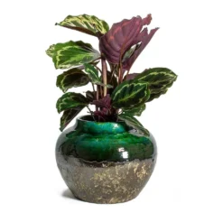 Calathea Roseopicta Medallion 15 Calathea Roseopicta Medallion -Outlet The Ever Sprout Store Calathea roseopicta Medallion Lindy Jar Plant Pot Black Green 09fc6653 2cfe 438d 925e 78cd39c067e5