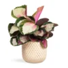 Calathea Roseopicta Rosy - Rose Painted Calathea