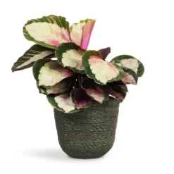 Calathea Roseopicta Rosy - Rose Painted Calathea -Outlet The Ever Sprout Store Calathea roseopicta Rosy Rose Painted Calathea 12x35cm Nelis Plant Basket Green 16x16cm
