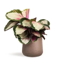 Calathea Roseopicta Rosy - Rose Painted Calathea -Outlet The Ever Sprout Store Calathea roseopicta Rosy Rose Painted Calathea 12x35cm Patt Plant Pot Ash Brown 17x14cm