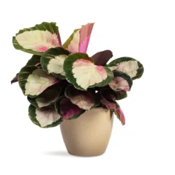 Calathea Roseopicta Rosy - Rose Painted Calathea -Outlet The Ever Sprout Store Calathea roseopicta Rosy Rose Painted Calathea 12x35cm Sven Plant Pot Mint 15x12cm