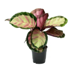 Calathea Roseopicta Rosy - Rose Painted Calathea -Outlet The Ever Sprout Store Calathea roseopicta Rosy Rose Painted Calathea