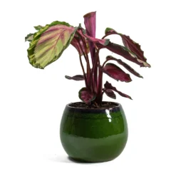 Calathea Roseopicta Rosy - Rose Painted Calathea -Outlet The Ever Sprout Store Calathea roseopicta Rosy Rose Painted Calathea Charlotte Plant Pot Green