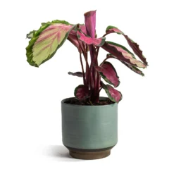 Calathea Roseopicta Rosy - Rose Painted Calathea -Outlet The Ever Sprout Store Calathea roseopicta Rosy Rose Painted Calathea Suze Plant Pot Blue