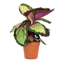 Calathea Roseopicta Silvia - Rose Painted Calathea -Outlet The Ever Sprout Store Calathea roseopicta Silvia Rose Painted Calathea 12cm New