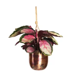 Calathea Roseopicta Silvia - Rose Painted Calathea -Outlet The Ever Sprout Store Calathea roseopicta Silvia Rose Painted Calathea 12x35cm Kian Hanging Metal Planters Set3 Sky Burn 95bd757d 61e5 4408 96a6 8a3073dabd23
