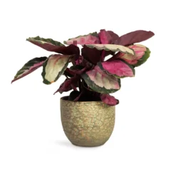 Calathea Roseopicta Silvia - Rose Painted Calathea -Outlet The Ever Sprout Store Calathea roseopicta Silvia Rose Painted Calathea 12x35cm Rinca Plant Pot Shiny Green 15x13cm 168fb22d e512 4eb6 85bd e96d443a4385