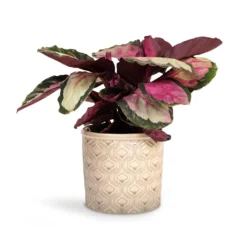 Calathea Roseopicta Silvia - Rose Painted Calathea -Outlet The Ever Sprout Store Calathea roseopicta Silvia Rose Painted Calathea 12x35cm Venetian Plant Pot Grey 16x14cm d4ada3d5 c170 4458 af16 ee2905f63089