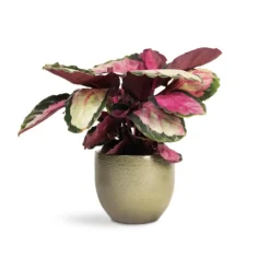 Calathea Roseopicta Silvia - Rose Painted Calathea -Outlet The Ever Sprout Store Calathea roseopicta Silvia Rose Painted Calathea 12x35cm Zembla Plant Pot Green 15x13cm