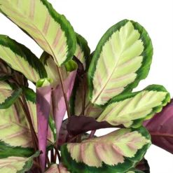 Calathea Roseopicta Silvia - Rose Painted Calathea -Outlet The Ever Sprout Store Calathea roseopicta Silvia Rose Painted Calathea Leaves