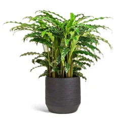 Calathea Rufibarba Bluegrass - Velvet Calathea 16 Calathea Rufibarba Bluegrass - Velvet Calathea -Outlet The Ever Sprout Store Calathea rufibarba Bluegrass Velvet Calathea 17x60cm Norell Plant Pot Black 21x20cm