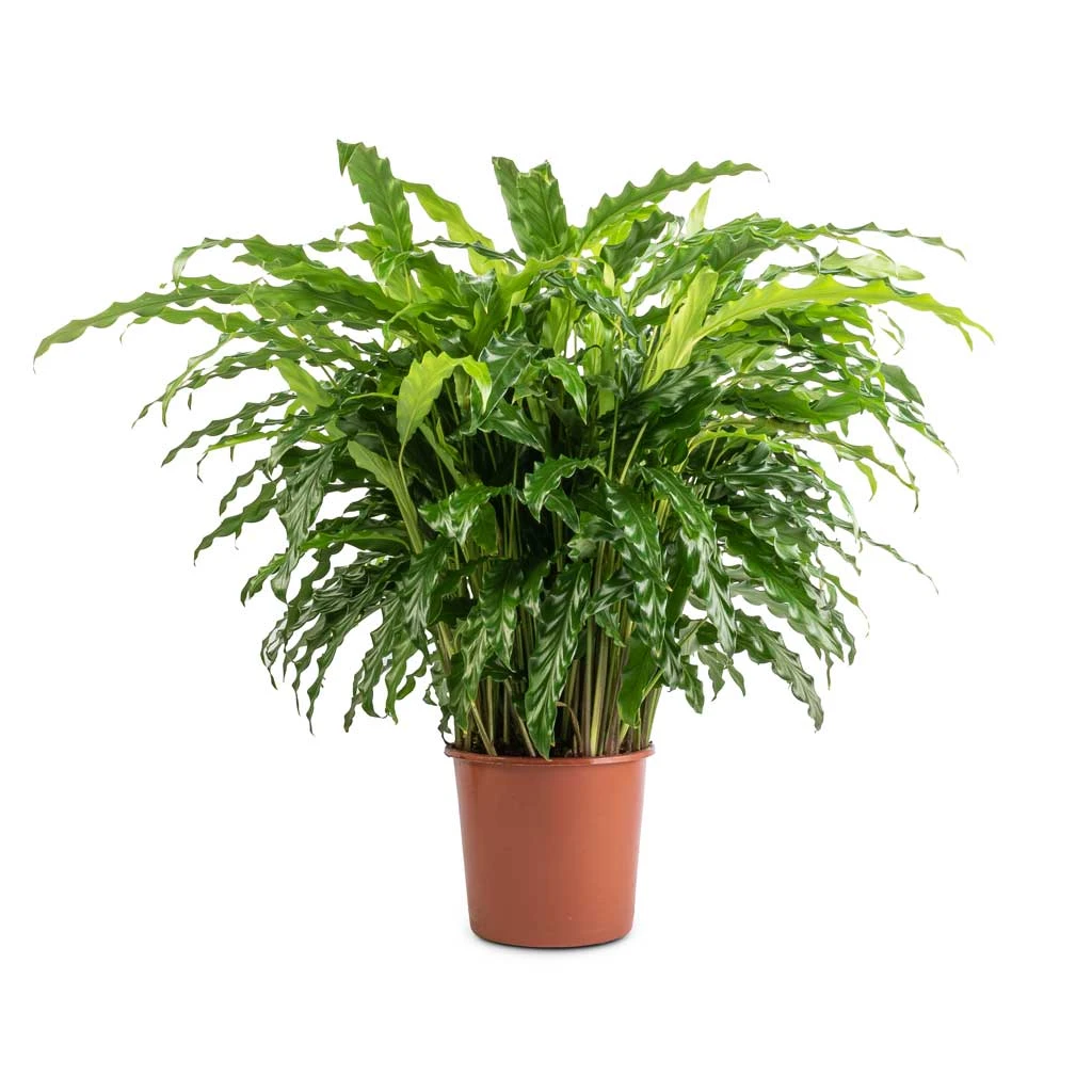 Calathea Rufibarba Bluegrass - Velvet Calathea 3 Calathea Rufibarba Bluegrass - Velvet Calathea - Image 3