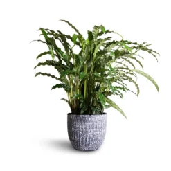 Calathea Rufibarba Bluegrass - Velvet Calathea 14 Calathea Rufibarba Bluegrass - Velvet Calathea -Outlet The Ever Sprout Store Calathea rufibarba Green Green Velvet Calathea 17x55cm Cas Plant Pot Anthracite 21x19cm 8939fed8 4444 4c07 b0c6 576341836525