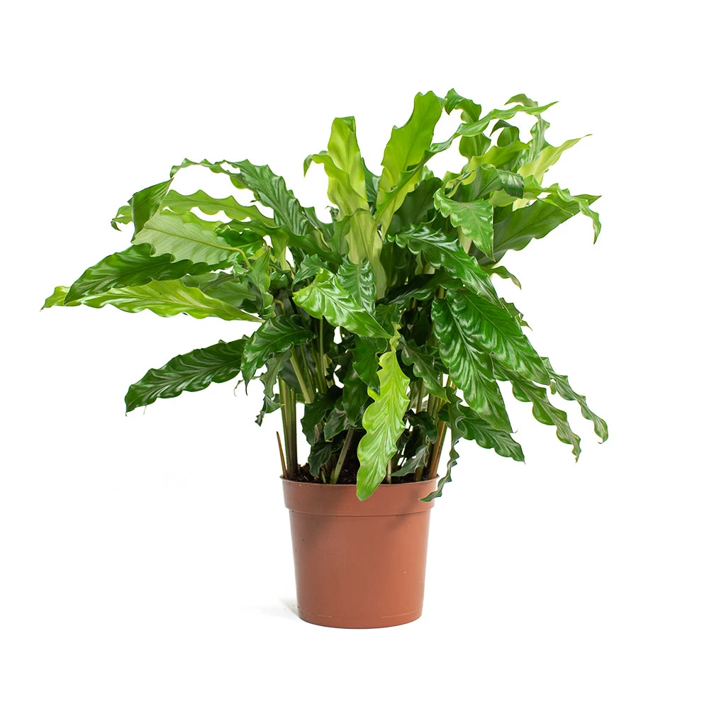 Calathea Rufibarba Bluegrass - Velvet Calathea 5 Calathea Rufibarba Bluegrass - Velvet Calathea - Image 5