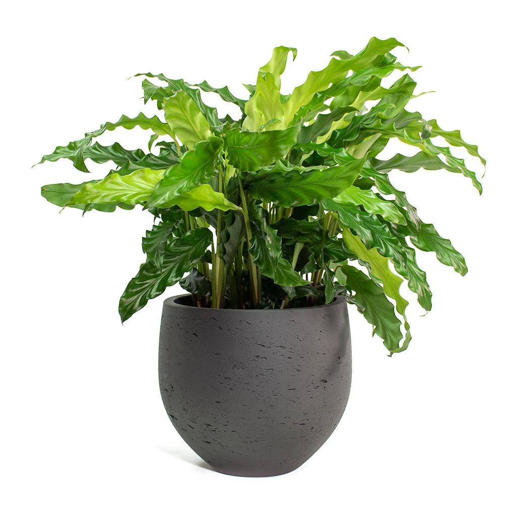 Calathea Rufibarba Bluegrass - Velvet Calathea 10 Calathea Rufibarba Bluegrass - Velvet Calathea - Image 10