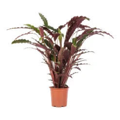 Calathea Rufibarba - Velvet Calathea -Outlet The Ever Sprout Store Calathea rufibarba Velvet Calathea 19x70cm