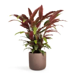 Calathea Rufibarba - Velvet Calathea -Outlet The Ever Sprout Store Calathea rufibarba Velvet Calathea 19x70cm Charlie Plant Pot Ash Brown 25x24cm