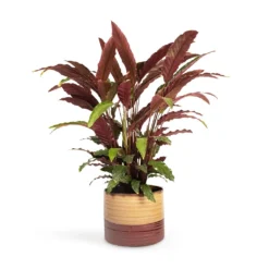 Calathea Rufibarba - Velvet Calathea -Outlet The Ever Sprout Store Calathea rufibarba Velvet Calathea 19x70cm Didi Plant Pot Matt Brown 25x21cm