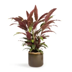 Calathea Rufibarba - Velvet Calathea -Outlet The Ever Sprout Store Calathea rufibarba Velvet Calathea 19x70cm Jordy Plant Pot Forest Green 23x21cm