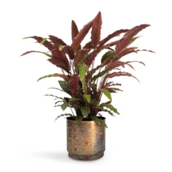 Calathea Rufibarba - Velvet Calathea -Outlet The Ever Sprout Store Calathea rufibarba Velvet Calathea 19x70cm Minou Metal Plant Pots Set3 Copper Black e9671262 9e3e 4a72 ae6b 2fe42f0405cd