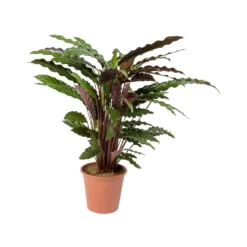 Calathea Rufibarba - Velvet Calathea -Outlet The Ever Sprout Store Calathea rufibarba Velvet Calathea