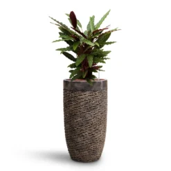 Calathea Rufibarba - Velvet Calathea - HydroCare -Outlet The Ever Sprout Store Calathea rufibarba Velvet Calathea HydroCare Luxe Lite Layer Partner Planter Bronze