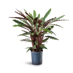 Calathea Rufibarba - Velvet Calathea - HydroCare