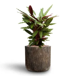 Calathea Rufibarba - Velvet Calathea - HydroCare -Outlet The Ever Sprout Store Calathea rufibarba Velvet Calathea Hydroculture Luxe Lite Waterfall Cylinder Planter Bronze