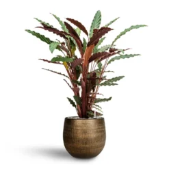 Calathea Rufibarba - Velvet Calathea - HydroCare -Outlet The Ever Sprout Store Calathea rufibarba Velvet Calathea Hydroculture Ryan Plant Pot Shiny Gold