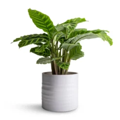 Hadleigh Plant Pot - White -Outlet The Ever Sprout Store Calathea zebrina Zebra Plant 14x45cm Hadleigh Plant Pot White 17x15cm 47c5d1fe 6bb2 447b 85c6 c530e0c28e51