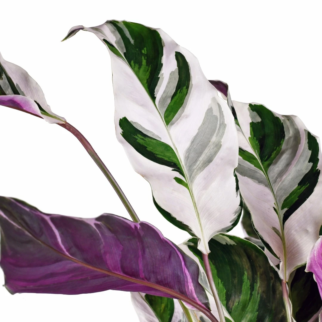 Calathea Fusion White 2 Calathea Fusion White - Image 2