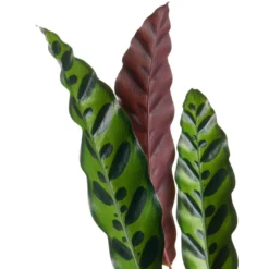 Calathea Lancifolia - Rattlesnake Plant -Outlet The Ever Sprout Store Calathealancifolia RattlesnakePlant 1